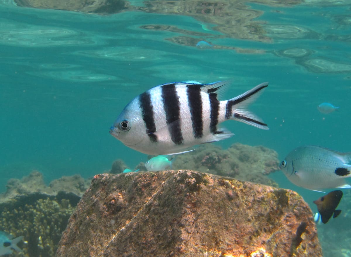 Pesce sergente coda a forbice (Abudefduf sexfasciatus), pesce del Mar Rosso della famiglia damigelle