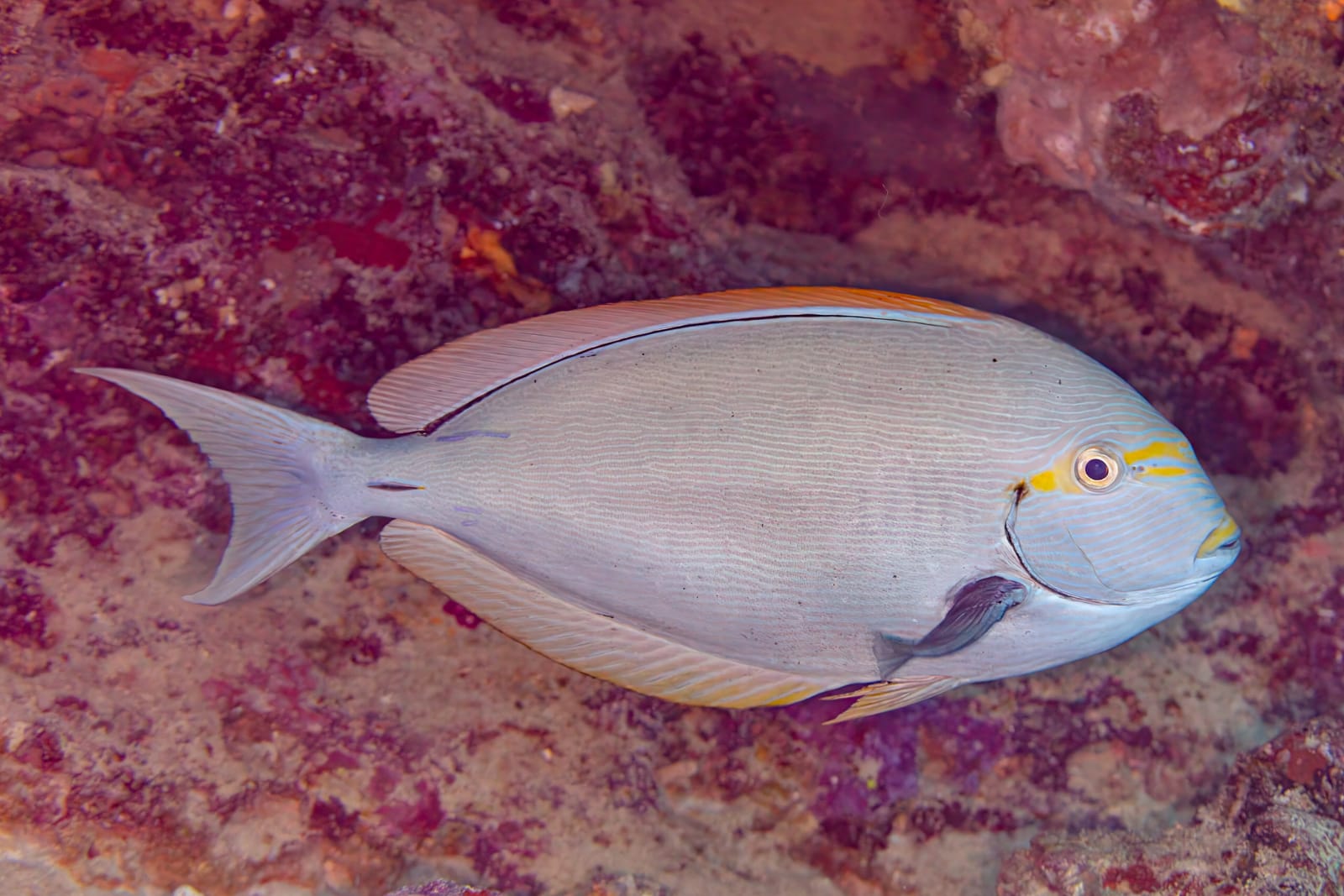 Elongate surgeonfish (Acanthurus mata), a Red Sea fish of the surgeonfishes family