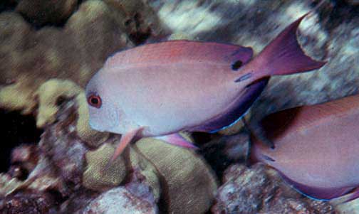 Brown surgeonfish (Acanthurus nigrofuscus), a Red Sea fish of the surgeonfishes family