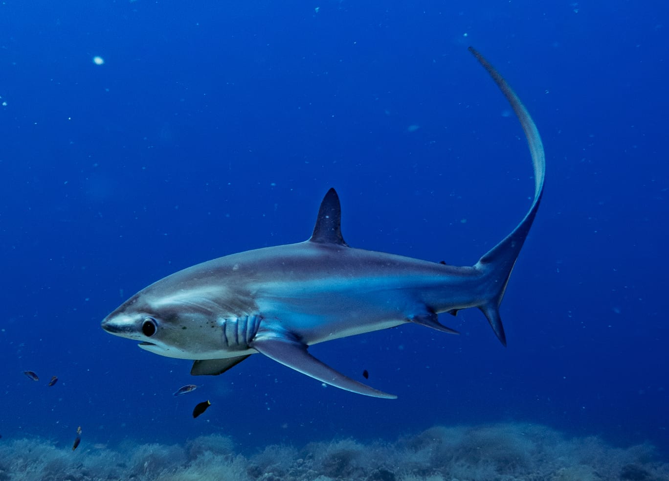 Pelagic thresher (Alopias pelagicus), a Red Sea fish of the thresher sharks family