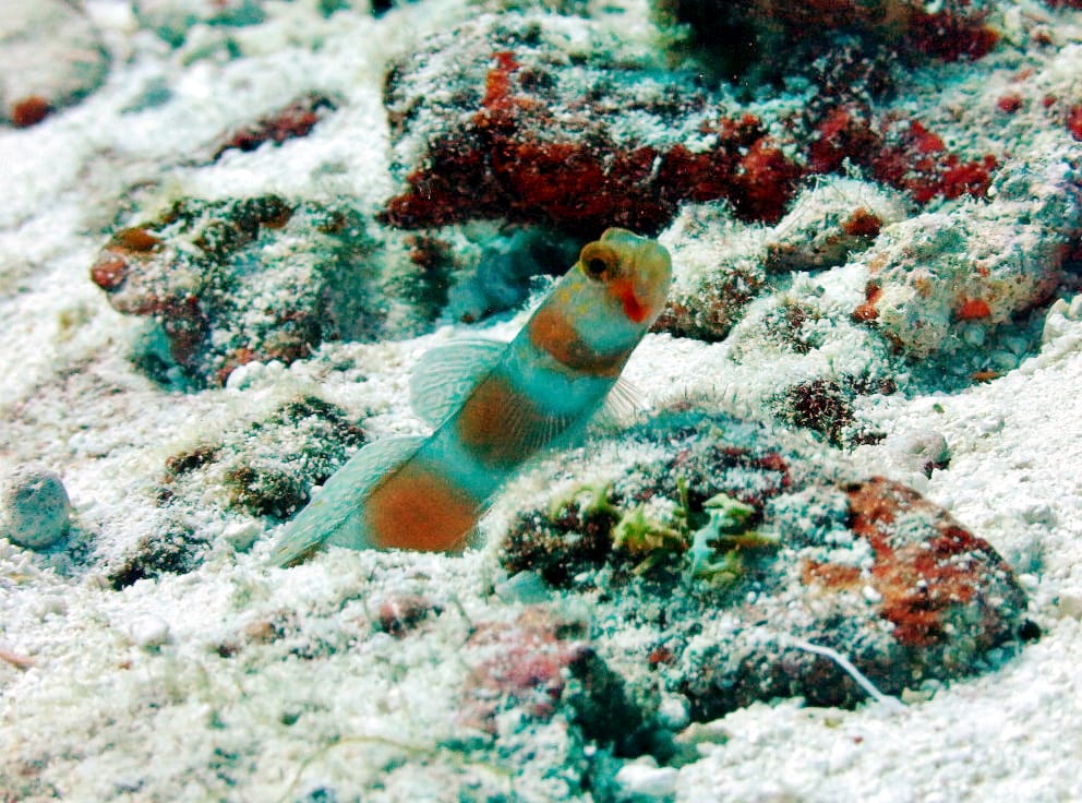 Ghiozzo occhibianchi aurora (Amblyeleotris aurora), pesce del Mar Rosso della famiglia ghiozzi