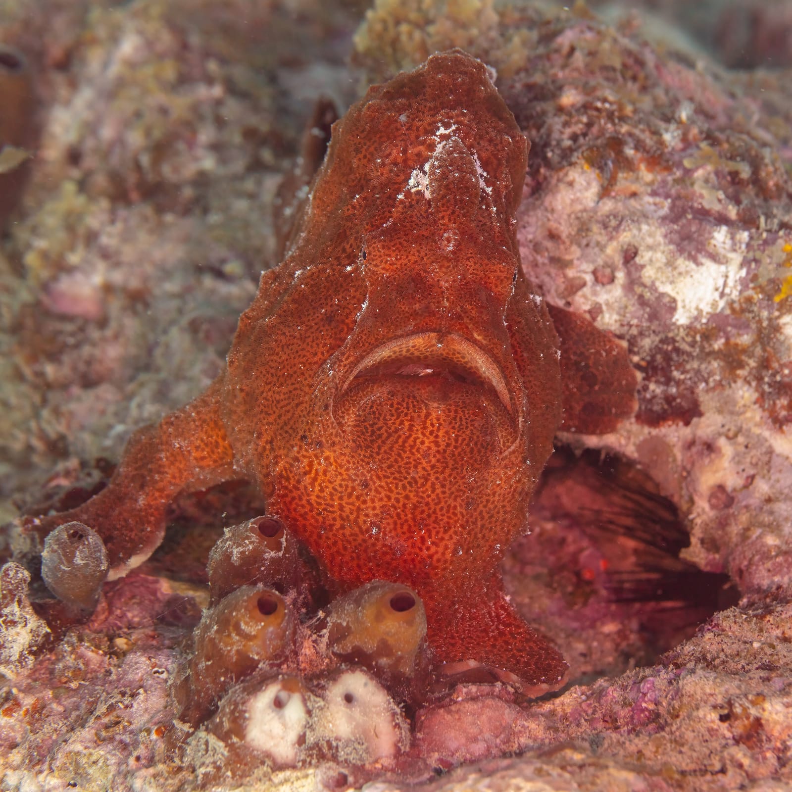 Commerson’s frogfish (Antennarius commerson), a Red Sea fish of the frogfishes family