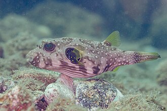 Pesce palla a punti bianchi (Arothron hispidus), pesce del Mar Rosso della famiglia pesci palla