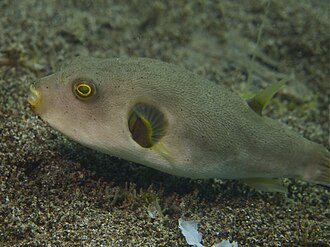 Immaculate puffer (Arothron immaculatus), a Red Sea fish of the puffers family