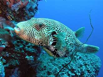 Pesce palla mappa (Arothron mappa), pesce del Mar Rosso della famiglia pesci palla