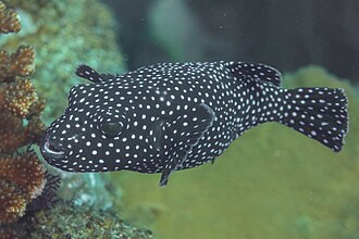 Guineafowl puffer (Arothron meleagris), a Red Sea fish of the puffers family