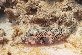 Starry puffer (Arothron stellatus), a Red Sea fish of the puffers family