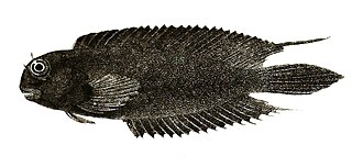 Dusky blenny (Atrosalarias fuscus), a Red Sea fish of the blennies family
