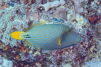 Orange-lined triggerfish (Balistapus undulatus), a Red Sea fish of the triggerfishes family