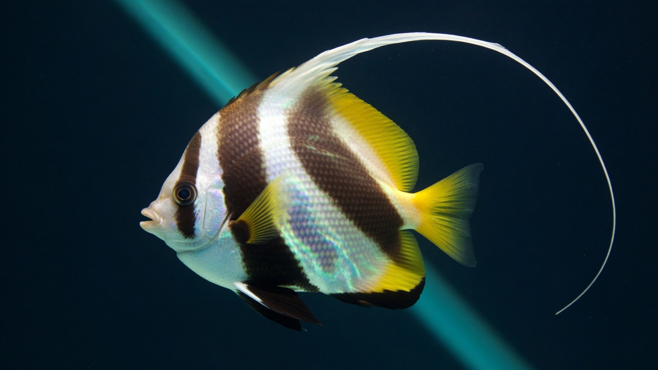 Red Sea bannerfish (Heniochus intermedius), a Red Sea fish of the butterflyfishes family