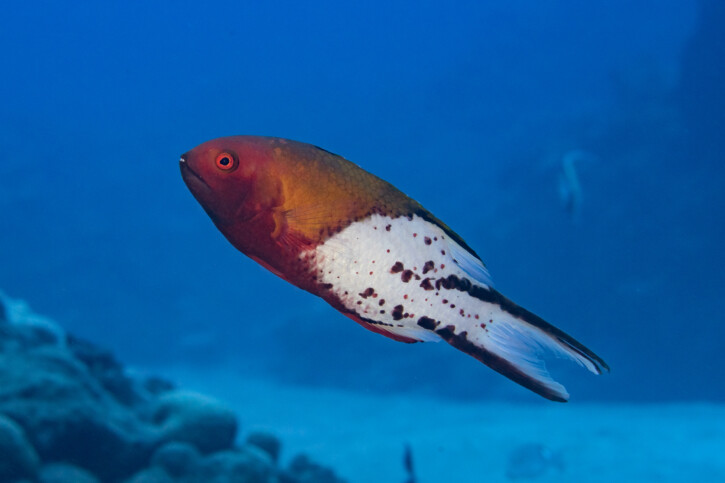 Lyretail hogfish (Bodianus anthioides), a Red Sea fish of the wrasses family
