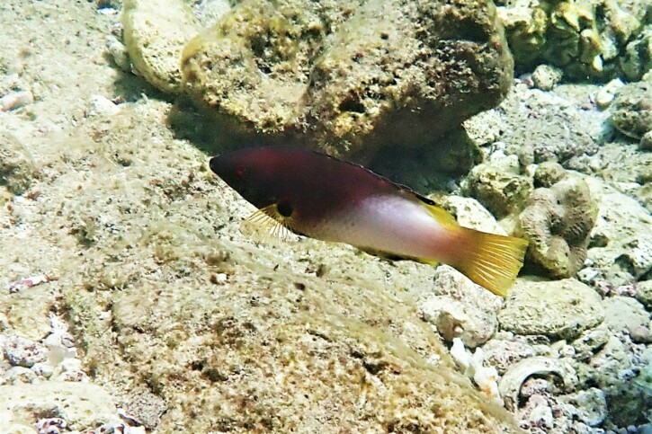 Axilspot hogfish (Bodianus axillaris), a Red Sea fish of the wrasses family