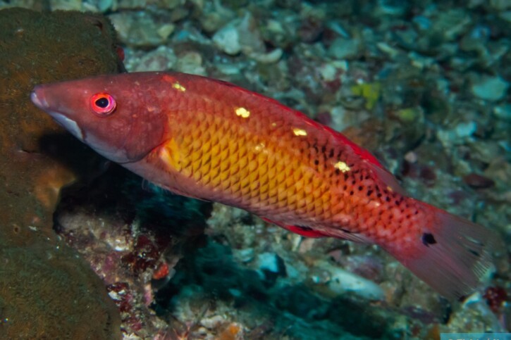 Tordo di Diana (Bodianus diana), pesce del Mar Rosso della famiglia tordi e labridi