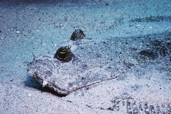 Rombo tropicale (Bothus mancus), pesce del Mar Rosso della famiglia rombi