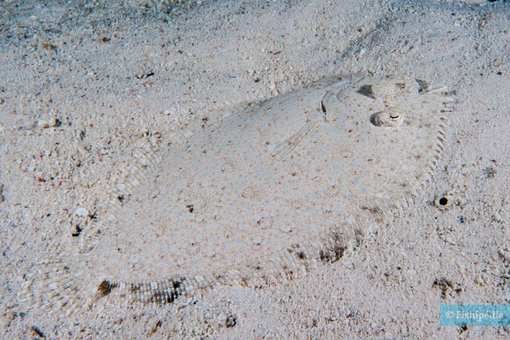 Panther flounder (Bothus pantherinus), a Red Sea fish of the lefteye flounders family