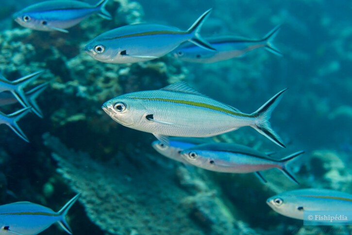 Fusiliere azzurro-oro (Caesio caerulaurea), pesce del Mar Rosso della famiglia fusilieri