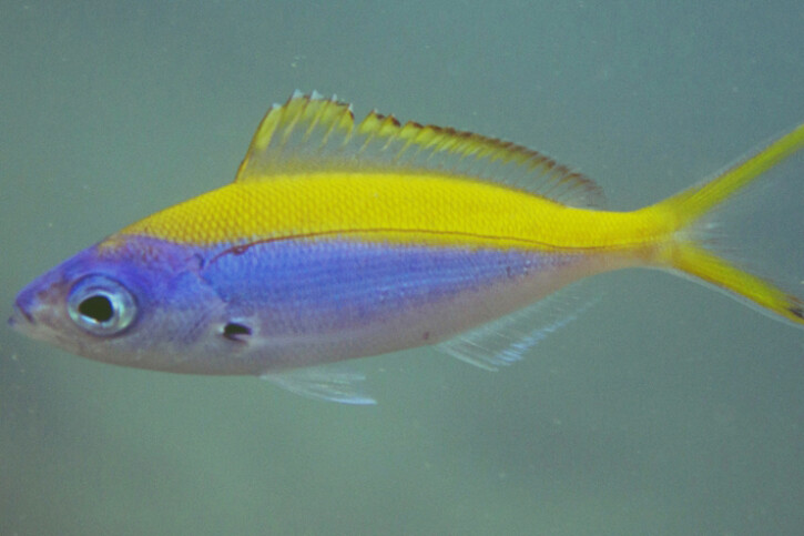 Yellowback fusilier (Caesio xanthonota), a Red Sea fish of the fusiliers family