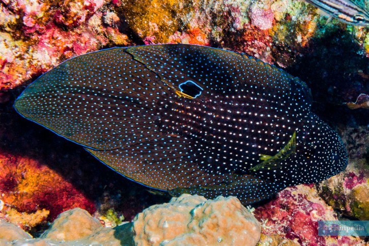 Comet (Calloplesiops altivelis), a Red Sea fish of the longfins family