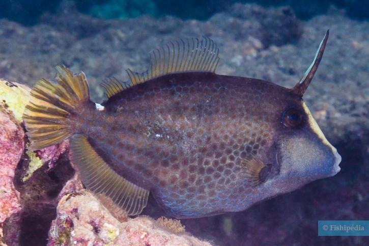 Honeycomb filefish (Cantherhines pardalis), a Red Sea fish of the filefishes family