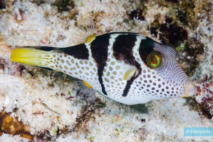 Valentin’s sharpnose puffer (Canthigaster valentini), a Red Sea fish of the puffers family