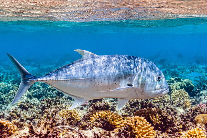 Giant trevally (Caranx ignobilis), a Red Sea fish of the jacks family