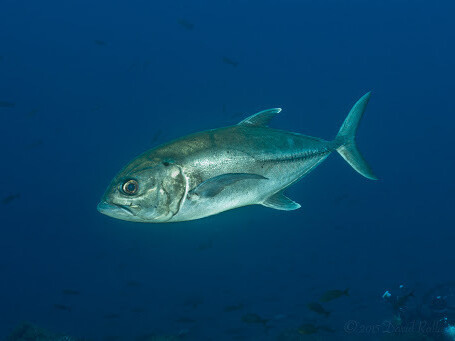 Bigeye trevally (Caranx sexfasciatus), a Red Sea fish of the jacks family