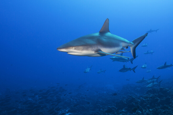 Squalo grigio delle scogliere (Carcharhinus amblyrhynchos), pesce del Mar Rosso della famiglia squali requiem