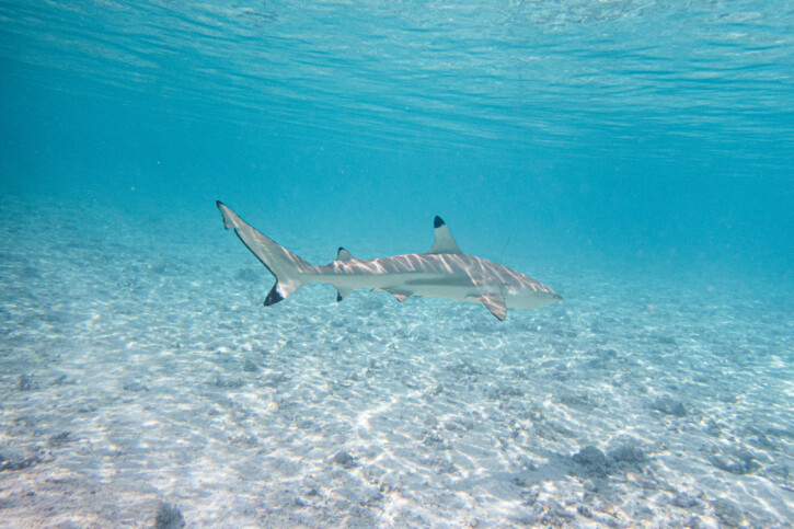 Blacktip reef shark (Carcharhinus melanopterus), a Red Sea fish of the requiem sharks family
