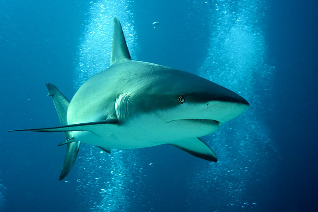 Sandbar shark (Carcharhinus plumbeus), a Red Sea fish of the requiem sharks family