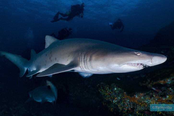Squalo toro (Carcharias taurus), pesce del Mar Rosso della famiglia squali toro