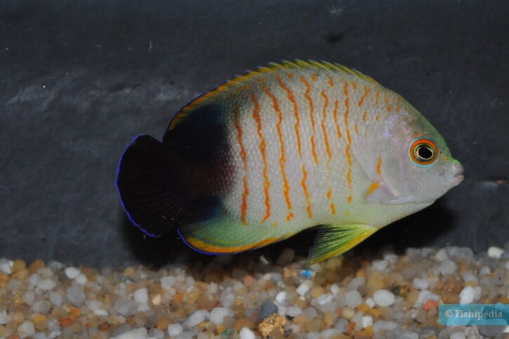 Pesce angelo nano di Eibl (Centropyge eibli), pesce del Mar Rosso della famiglia pesci angelo