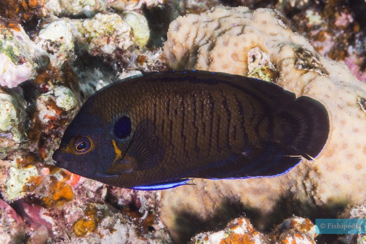 Pesce angelo nano dusky (Centropyge multispinis), pesce del Mar Rosso della famiglia pesci angelo