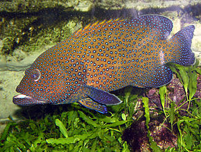 Peacock grouper (Cephalopholis argus), a Red Sea fish of the groupers family