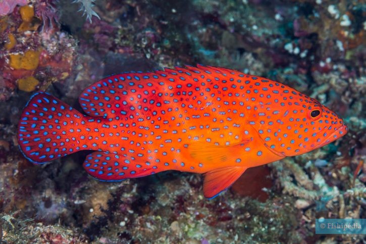 Coral hind (Cephalopholis miniata), a Red Sea fish of the groupers family
