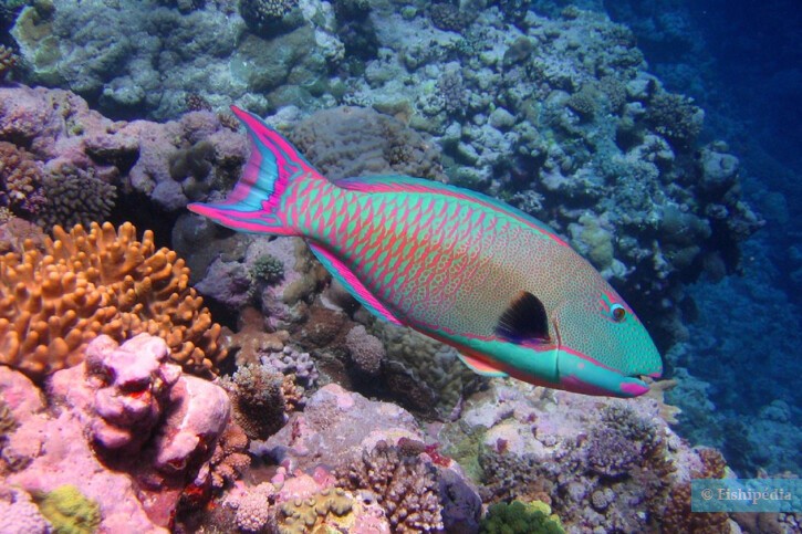 Pesce pappagallo bicolore (Cetoscarus bicolor), pesce del Mar Rosso della famiglia pesci pappagallo
