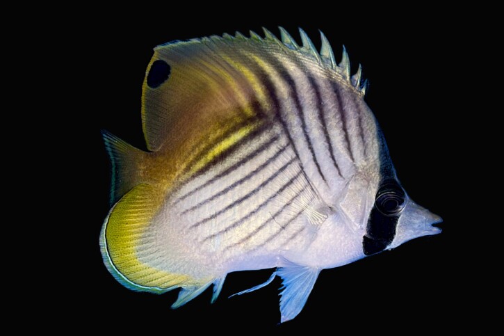 Pesce farfalla filamentoso (Chaetodon auriga), pesce del Mar Rosso della famiglia pesci farfalla