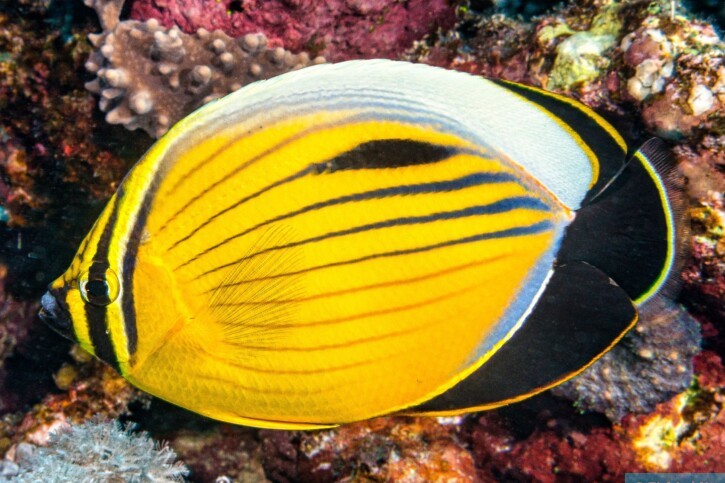 Exquisite butterflyfish (Chaetodon austriacus), a Red Sea fish of the butterflyfishes family