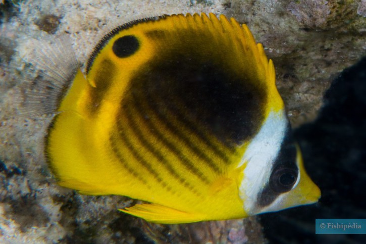 Diagonal butterflyfish (Chaetodon fasciatus), a Red Sea fish of the butterflyfishes family