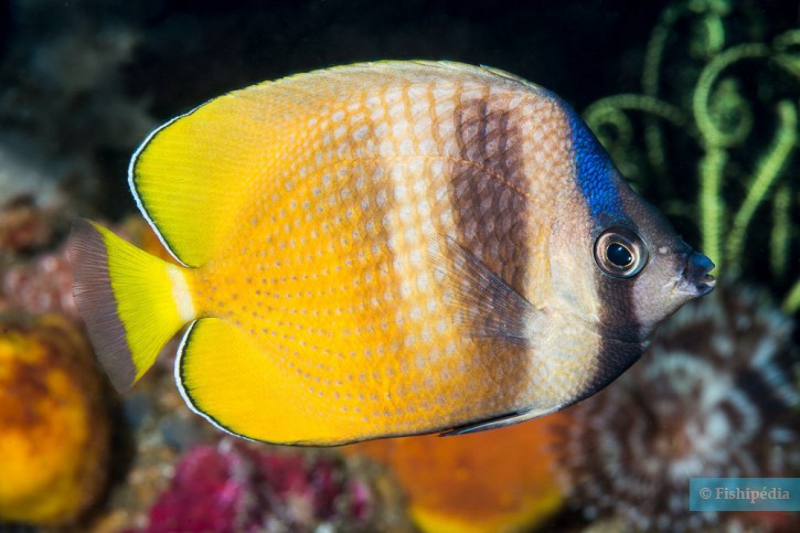 Klein’s butterflyfish (Chaetodon kleinii), a Red Sea fish of the butterflyfishes family