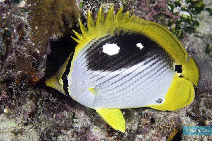 Black-backed butterflyfish (Chaetodon melannotus), a Red Sea fish of the butterflyfishes family