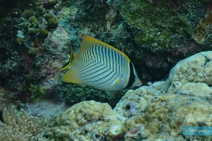 Pesce farfalla chevron (Chaetodon trifascialis), pesce del Mar Rosso della famiglia pesci farfalla