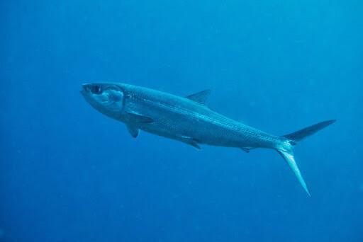 Milkfish (Chanos chanos), a Red Sea fish of the milkfishes family