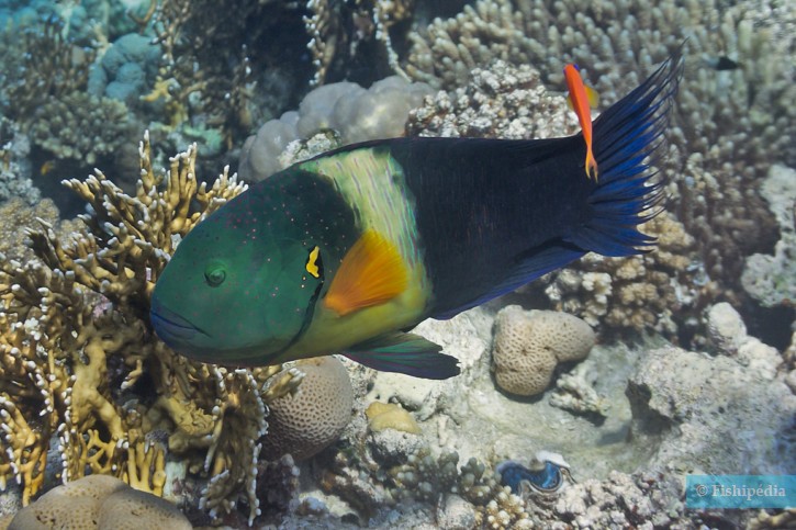 Broomtail wrasse (Cheilinus lunulatus), a Red Sea fish of the wrasses family