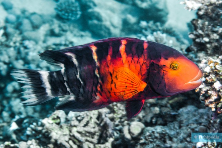 Redbreast wrasse (Cheilinus quinquecinctus), a Red Sea fish of the wrasses family