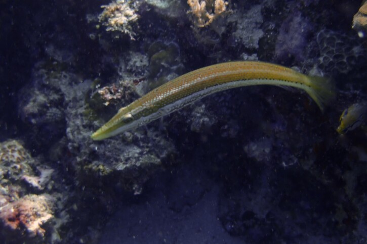 Cigar wrasse (Cheilio inermis), a Red Sea fish of the wrasses family