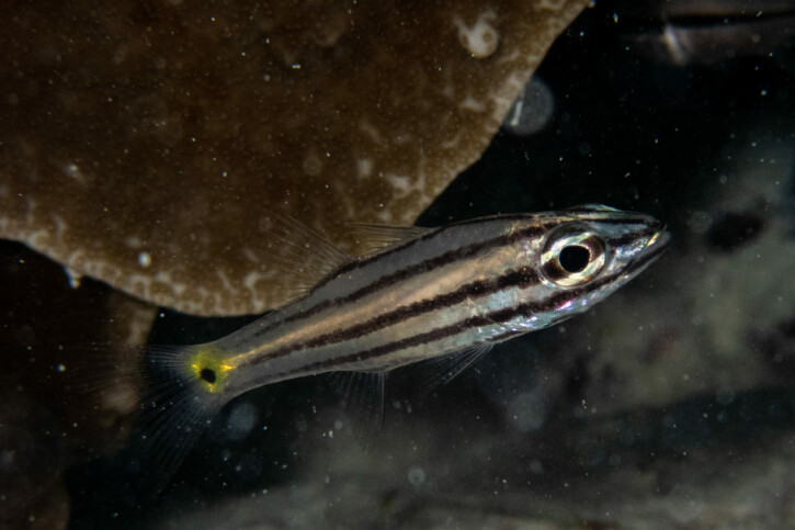 Five-lined cardinalfish (Cheilodipterus quinquelineatus), a Red Sea fish of the cardinalfishes family