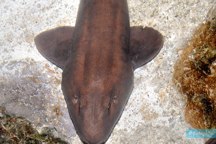 Grey bamboo shark (Chiloscyllium griseum), a Red Sea fish of the bamboo sharks family