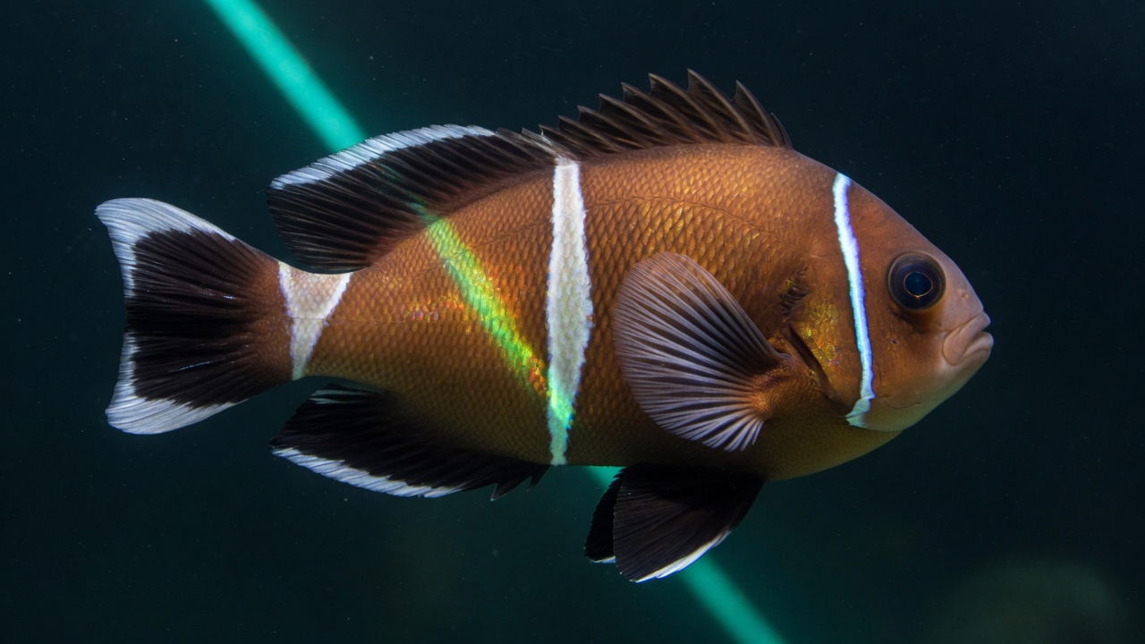 Two-banded anemonefish (Amphiprion bicinctus), a Red Sea fish of the damselfishes family