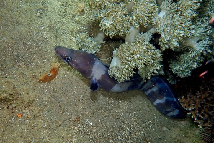 Longfin African conger (Conger cinereus), a Red Sea fish of the conger eels family