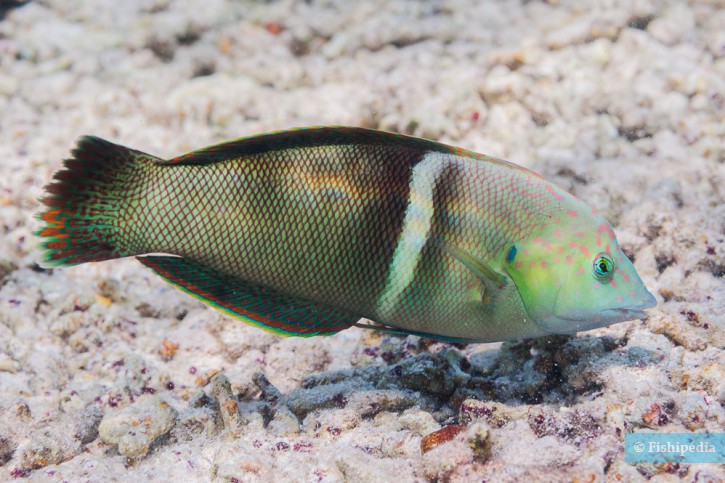 Clown coris (Coris aygula), a Red Sea fish of the wrasses family